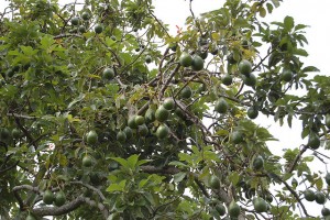 Avocado Tree with Fruit