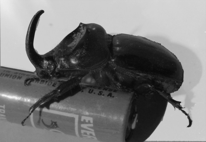 Rhino Beetle Nairobi 1979 by Robin Alasdair Frederick Hutton (CC BY-NC 2.0)
