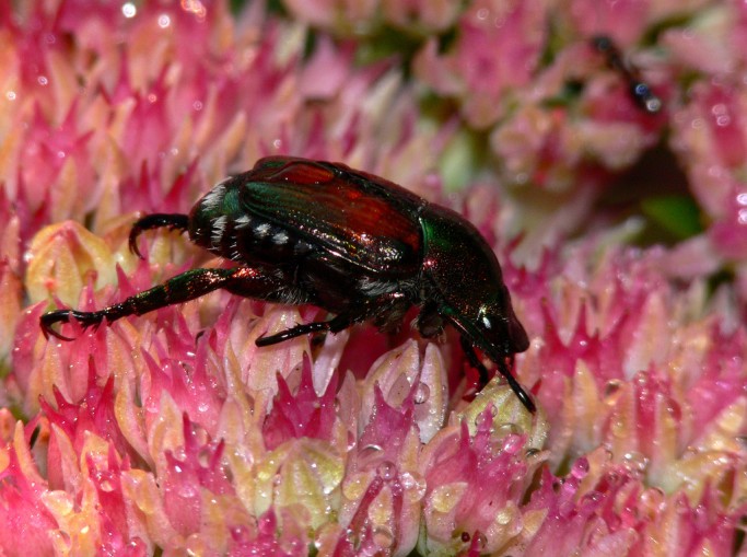 Photo credit: Japanese Beetle by Brad Smith (CC BY-NC 2.0)