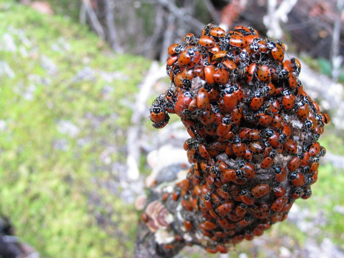 Infestation (Asian Lady Beetles) by Brian Tobin, CC BY-NC-ND 2.0