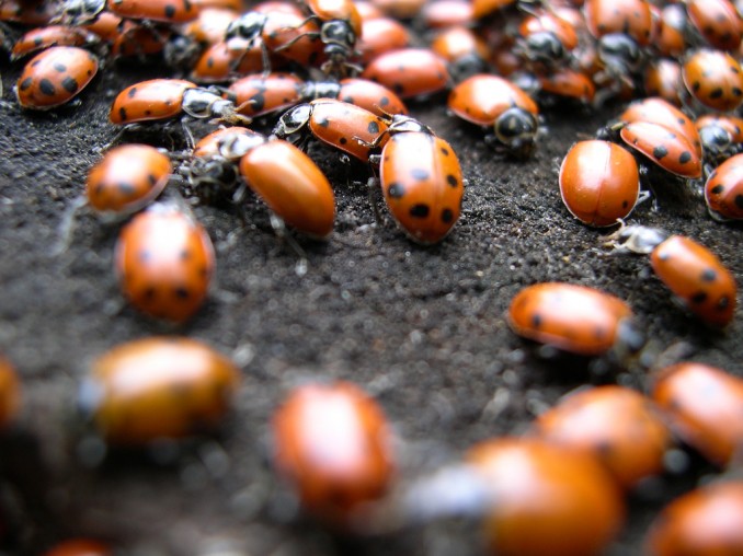 ladybugs by flash gordon md, CC BY-NC 2.0