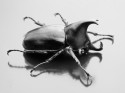 Rhinoceros Beetle by Nick Wheeler , CC BY-NC-SA 2.0.