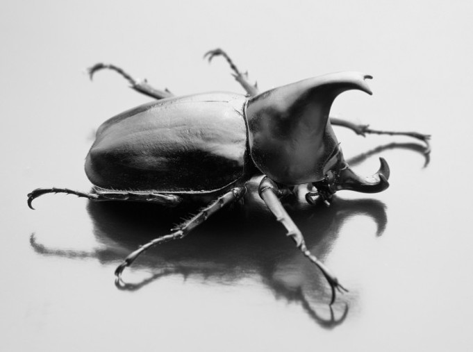 Rhinoceros Beetle by  Nick Wheeler , CC BY-NC-SA 2.0.