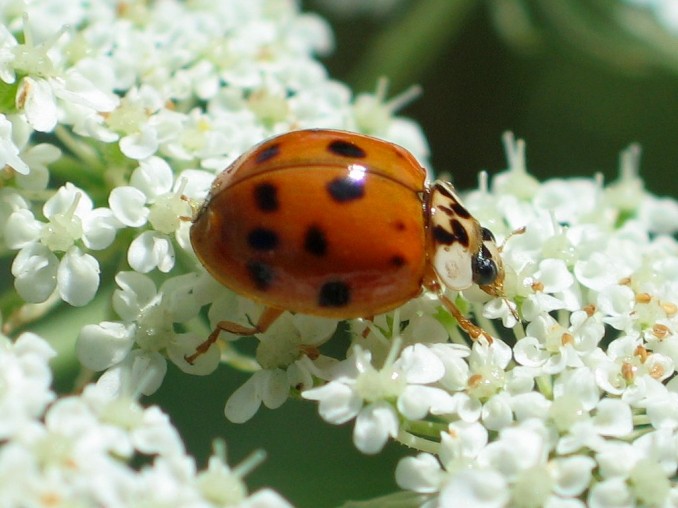 Multicolored Asian Lady Beetle on Queen Anne's Lace by Ian Marsman, CC BY-NC-ND 2.0.