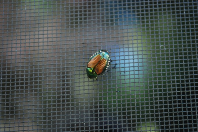 Photo credit: beetle from hell (Japanese Beetle) by Thomas Redican (CC BY-NC-ND 2.0) 