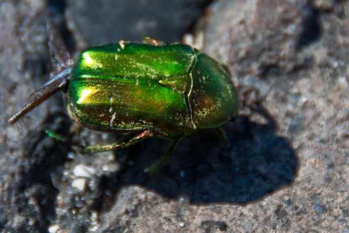 Treating lawns for Japanese beetle infestation is a two-step process.