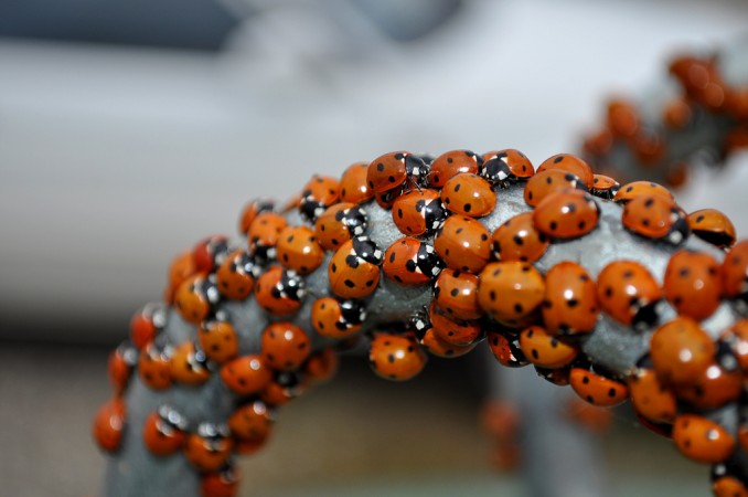 Ladybugs by Jesper Dyhre Nielsen, CC BY-NC-SA 2.0.