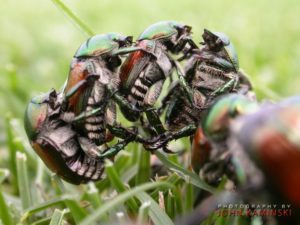 Japanese beetle season begins in early summer.