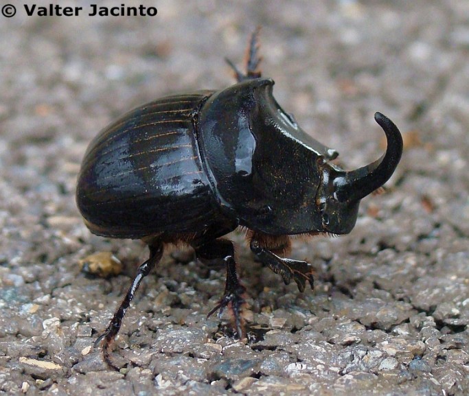 Escaravelho // Rhinoceros Beetle by  Valter Jacinto ,  (CC BY-NC-SA 2.0) 