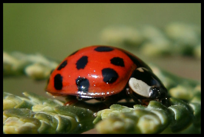 Multicolored Asian Lady Beetle by George, CC BY-NC-ND 2.0.