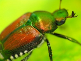 Photo: Japanese Beetle macro by Taran Rampersad