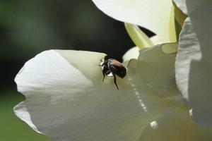 Japanese Beetle (Popillia japonica) by Jim, the Photographer