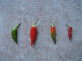 Thai Chili peppers by Peter