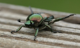 Photo: Japanese beetle by Radu Privantu