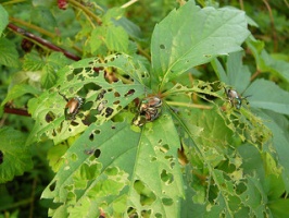 Japanese beetles can kill trees by eating their leaves. Photo by Julie Weatherbee.
