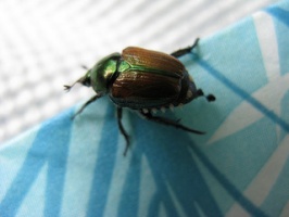 Photo: Japanese beetle by Christopher Porter