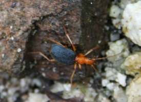 Bombardier beetle for International Rock-flipping Day by Seabrooke Leckie