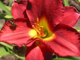 Photo: Japanese beetle on a lilly by Andrew Huff