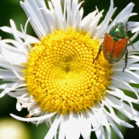 Japanese beetle munching on English daisy by Will Montague