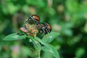 Photo: Japanese beetle - invasive by Joshua Mayer