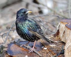 Birds such as this starling eat Japanese beetles. Photo by Sergey Yeliseev