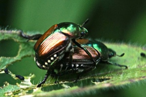 Neem oil is not the best option for beetles