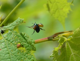 Japanese beetle in flight by Richard Hurd
