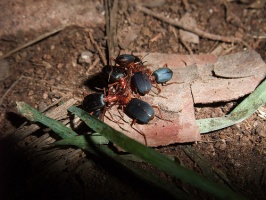 Bombardier beetles (Brachinus favicollis) by Elizabeth Sellers