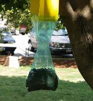 Japanese beetle trap. Photo by Angela.