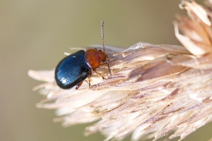 Bombardier Beetle by Andrew